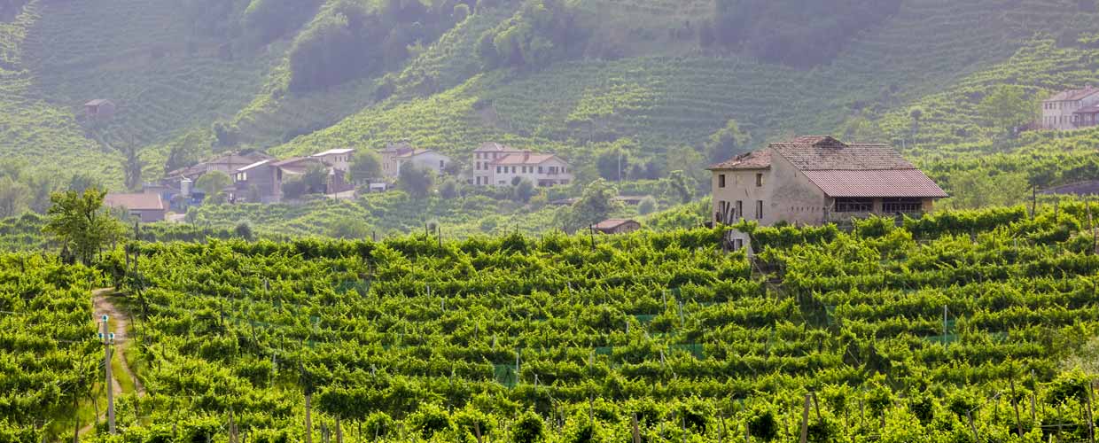 Vigneti prosecco cantina Il Follo