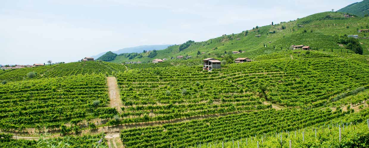 Wine Il Follo Valdobbiadene Italy