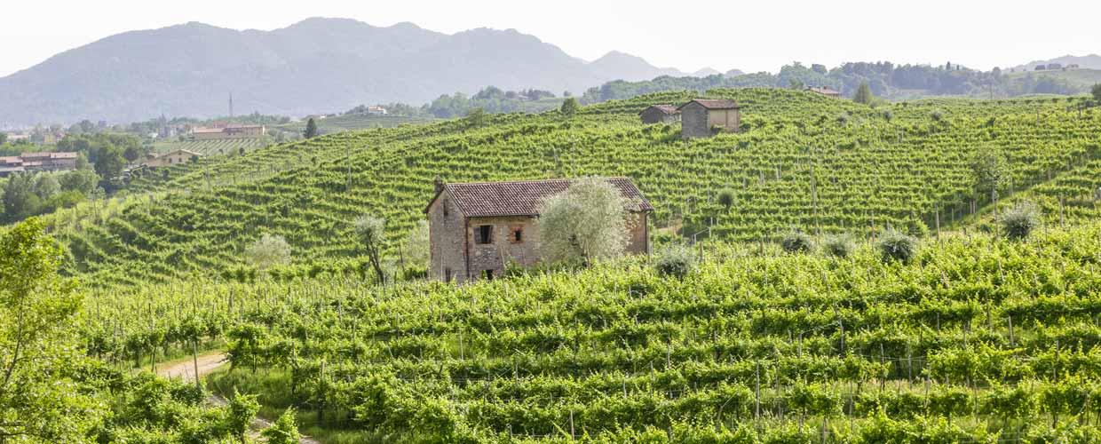 Winery Il Follo Italy